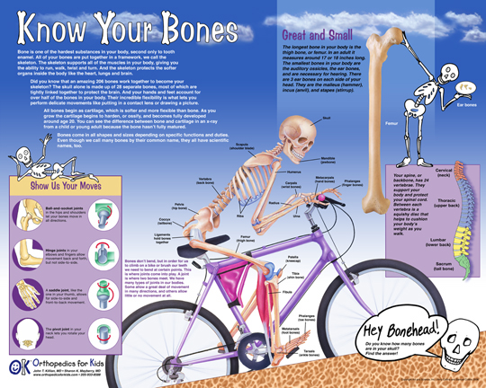 Bones